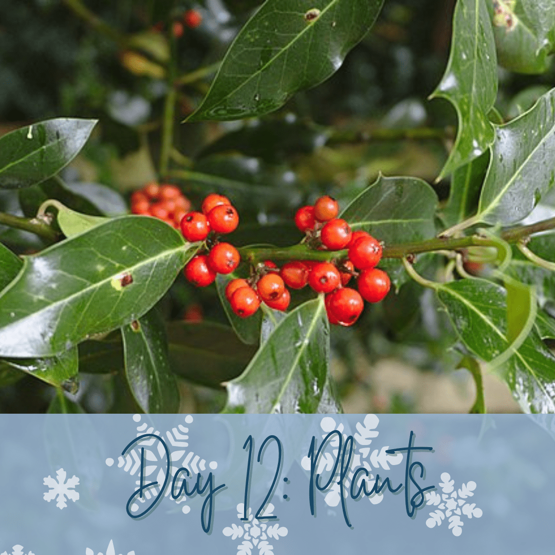 A close up photo of a holly bush with red berries and green leaves. A blue banner at bottom has the words "Day 12: Plants."