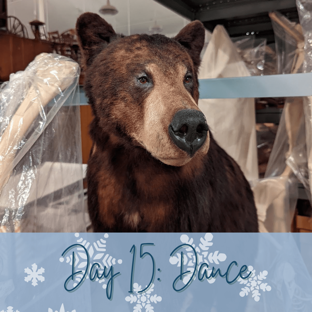 A taxidermy black bear facing the camera with other zoological specimens around it. A blue banner overlays at the bottom of the image and says "Day 15: Dance."