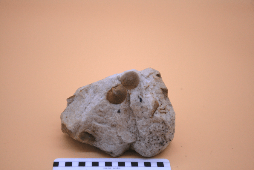 A brachiopod specimen