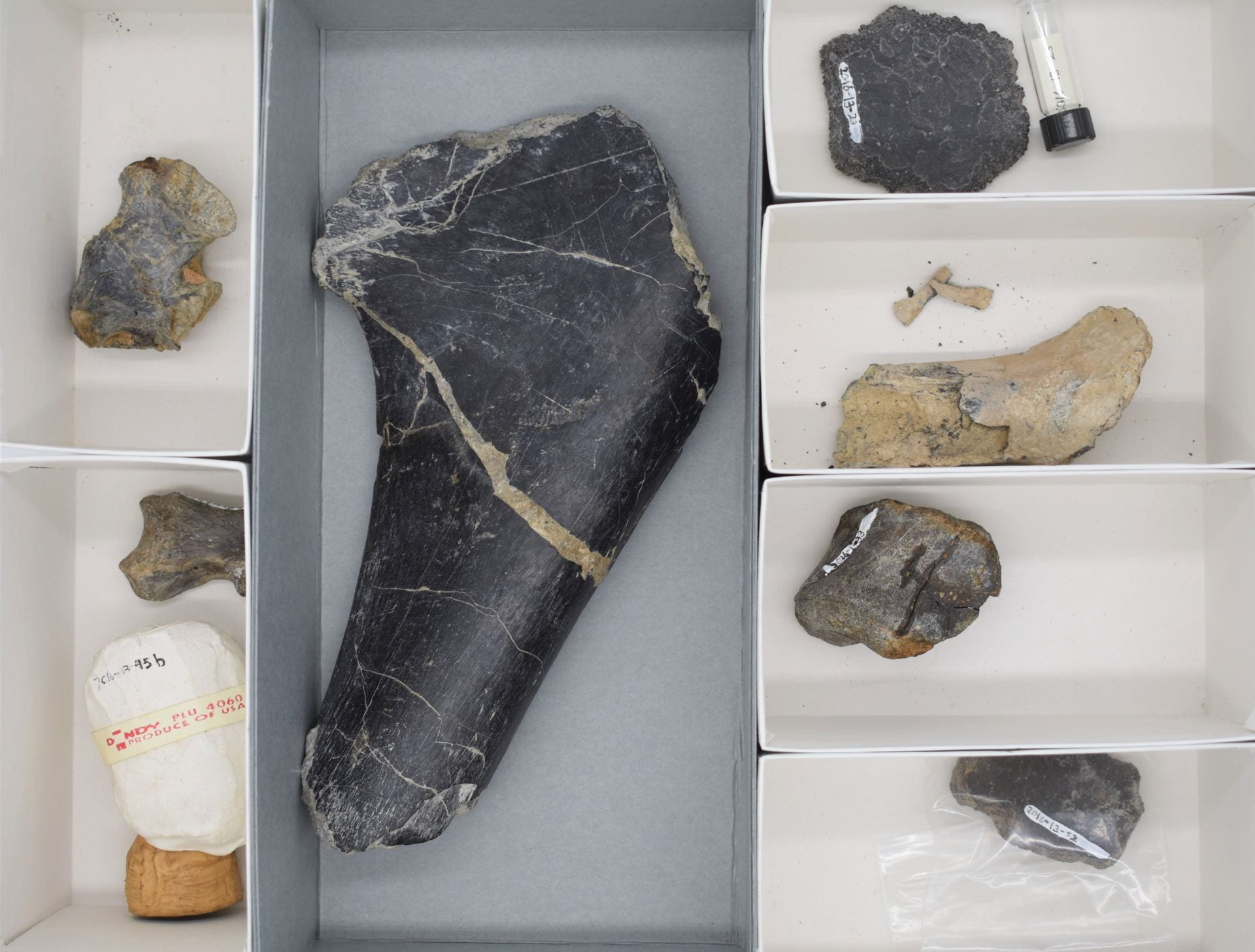 Six fossils of various shapes and sizes viewed from above and in their storage boxes.