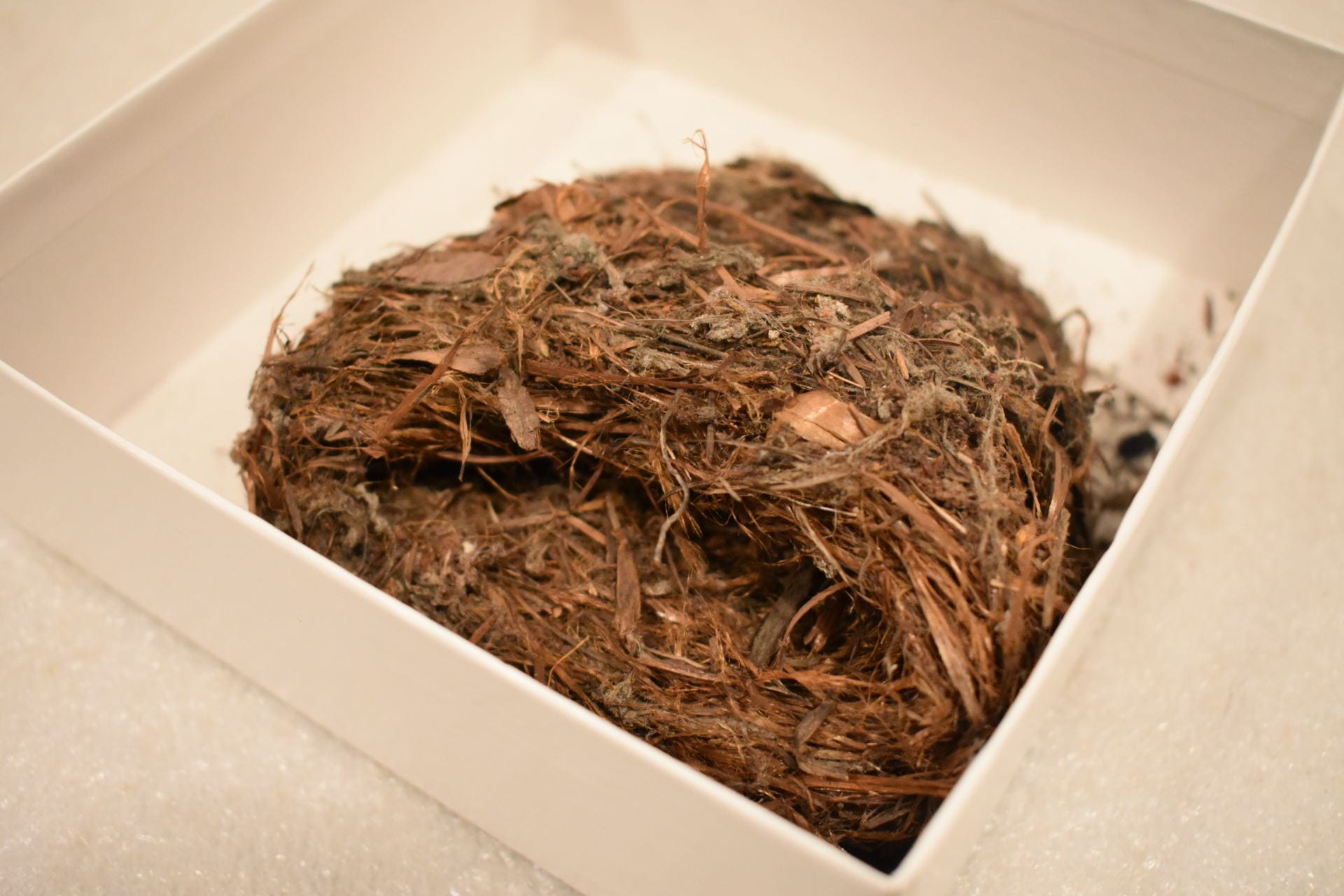 A bird nest of twigs, leaves, and grass laying on its side in a white box.