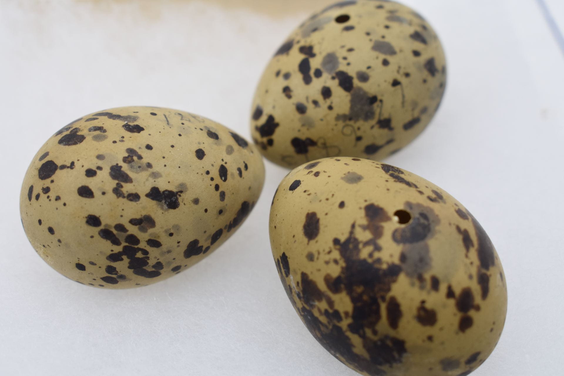 Three tan eggs with large dark brown spots all over them.