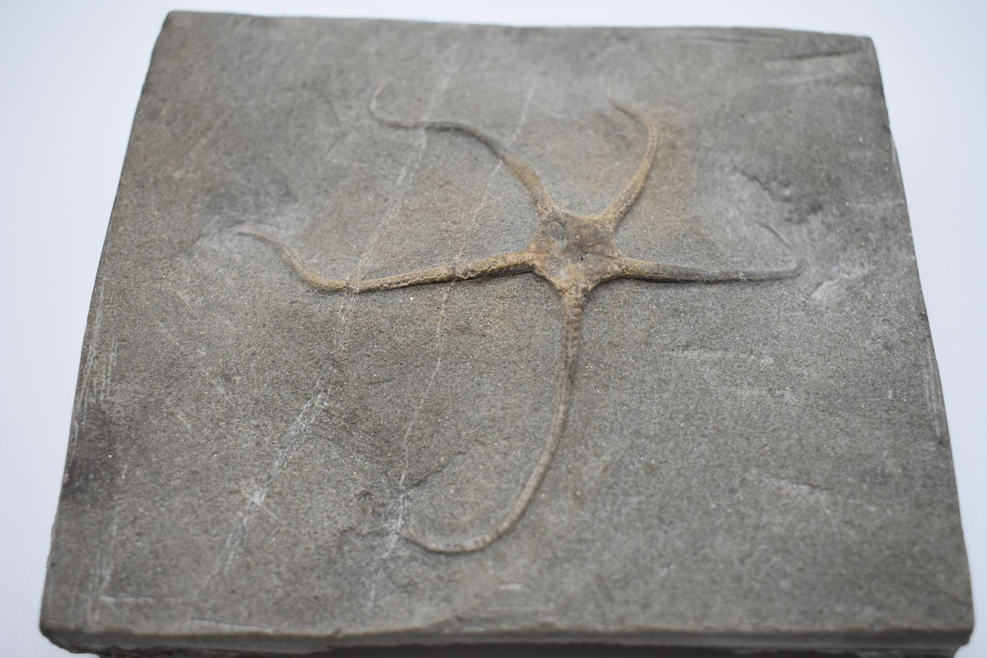 A flat gray slab of rock with the outline of a star-like animal - a central area with five appendages radiating out from it.