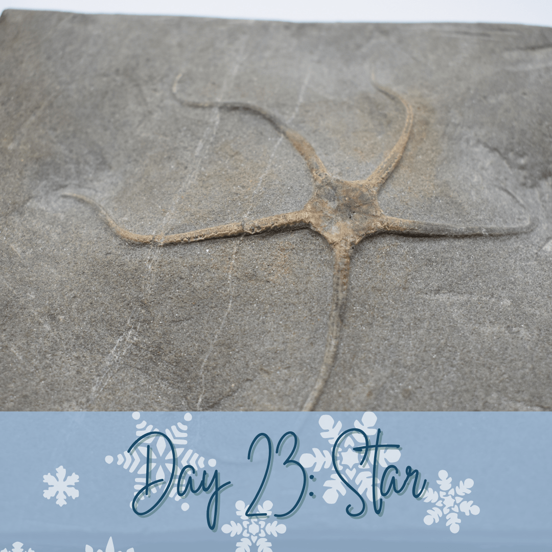 A flat gray slab of rock with the outline of a star-like animal - a central area with five appendages radiating out from it. Blue banner overlays image at bottom with words "Day 23: Star."