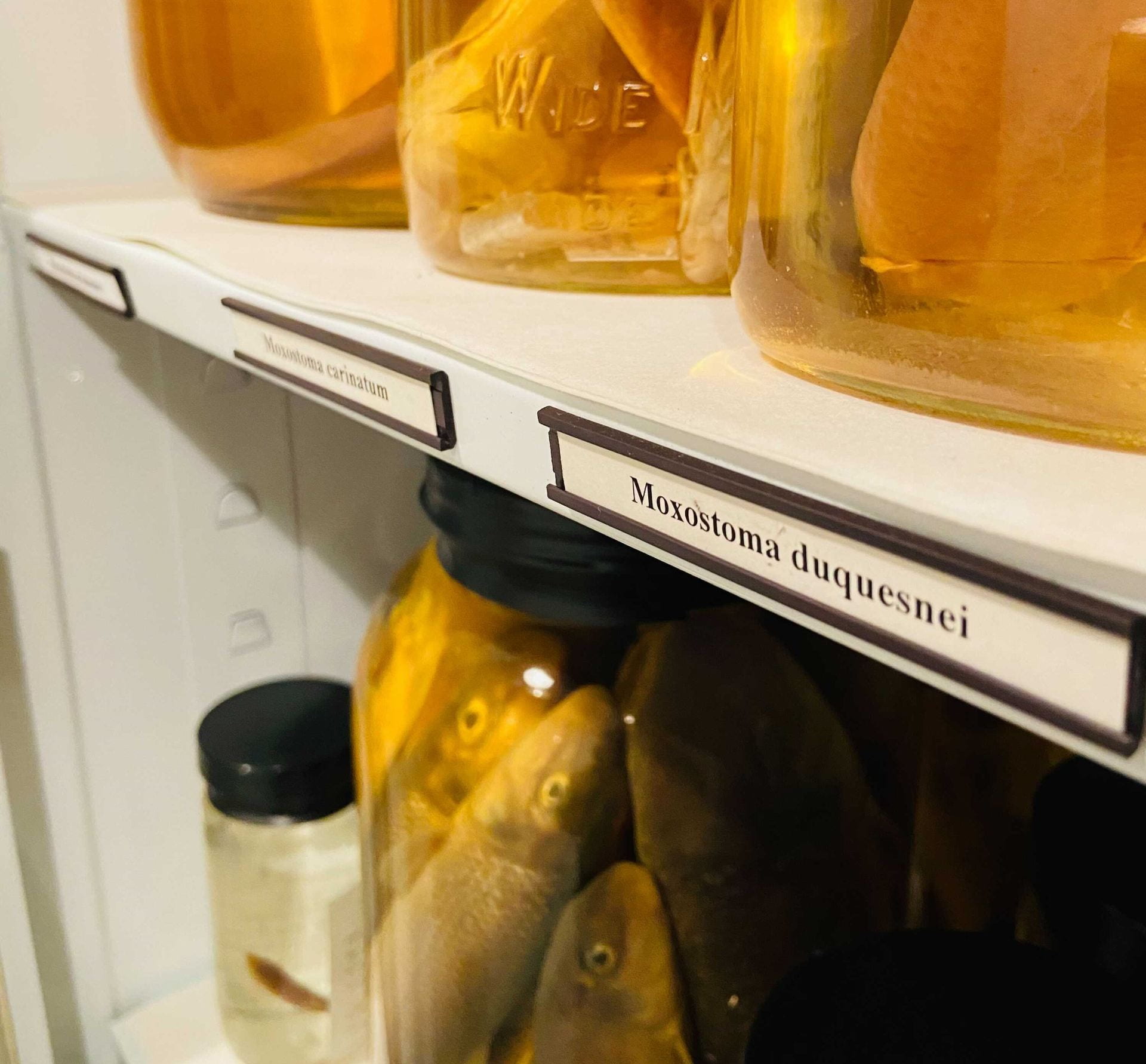Jars with Ichthyology