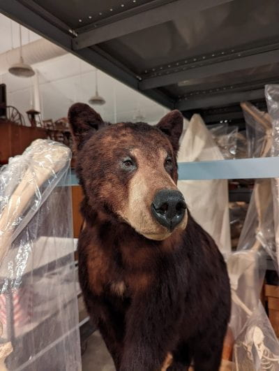 A taxidermy black bear facing the camera with other zoological specimens around it.