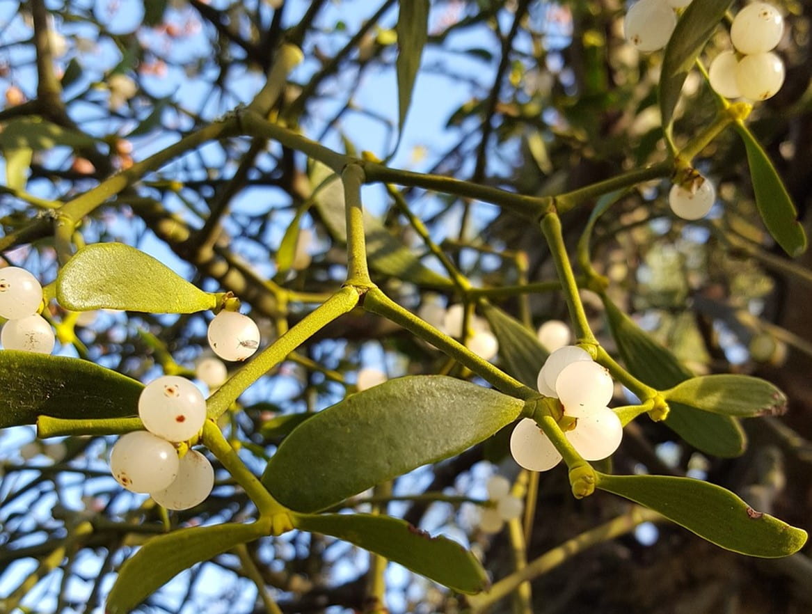 A close up photo of a mistletoe outside with blue skies behind it.