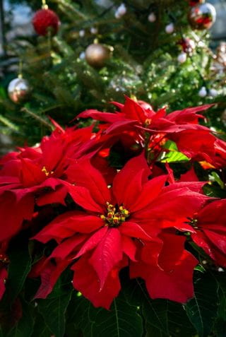 A close up of several red poinsettias.