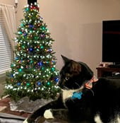 A black and white cat in the foreground with a decorated Christmas tree and tv in the background.