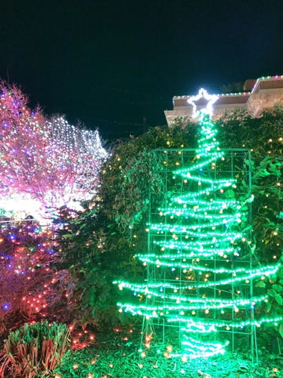 An outdoor nighttime light display with red and white lighted trees in the background with a green lit tree with a white star on top toward the forefront.