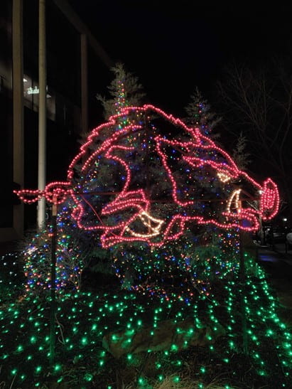 An outdoor night scene with a lighted red outline of a Razorback on top of a lighted green bush.