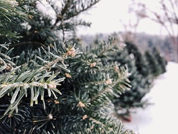 A close-up photo of a pine or spruce tree outside with snow and other trees in the background.