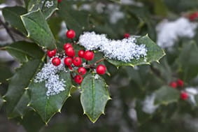 A close up photo of a holly bush with red berries and green leaves with snow on them.