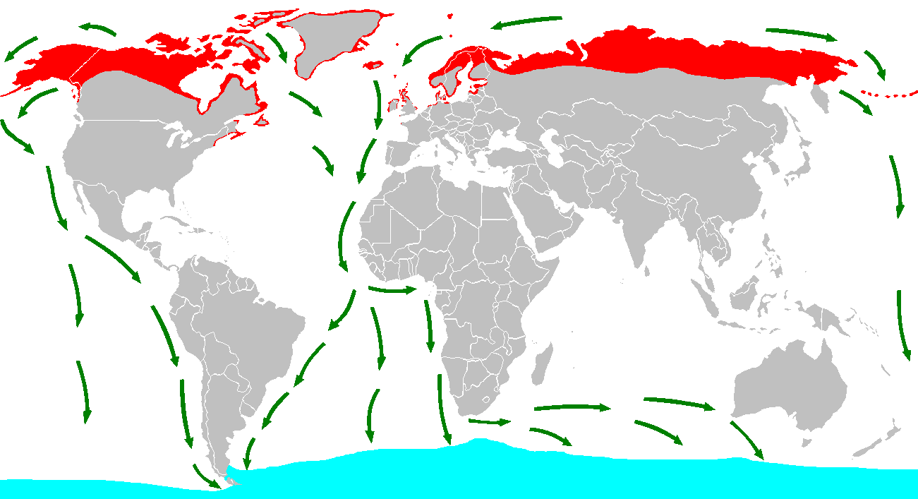 An illustrated map of the world showing red shaded areas at the top around the arctic, green arrows pointing down from there to to a light blue shaded area around Antarctica.