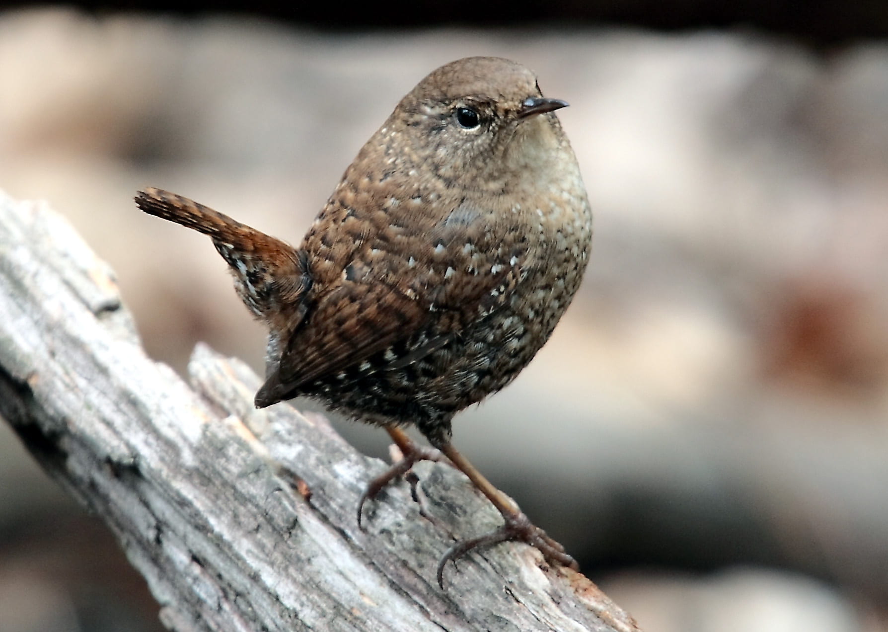 A small brown bird with small white spots sitting on a log.