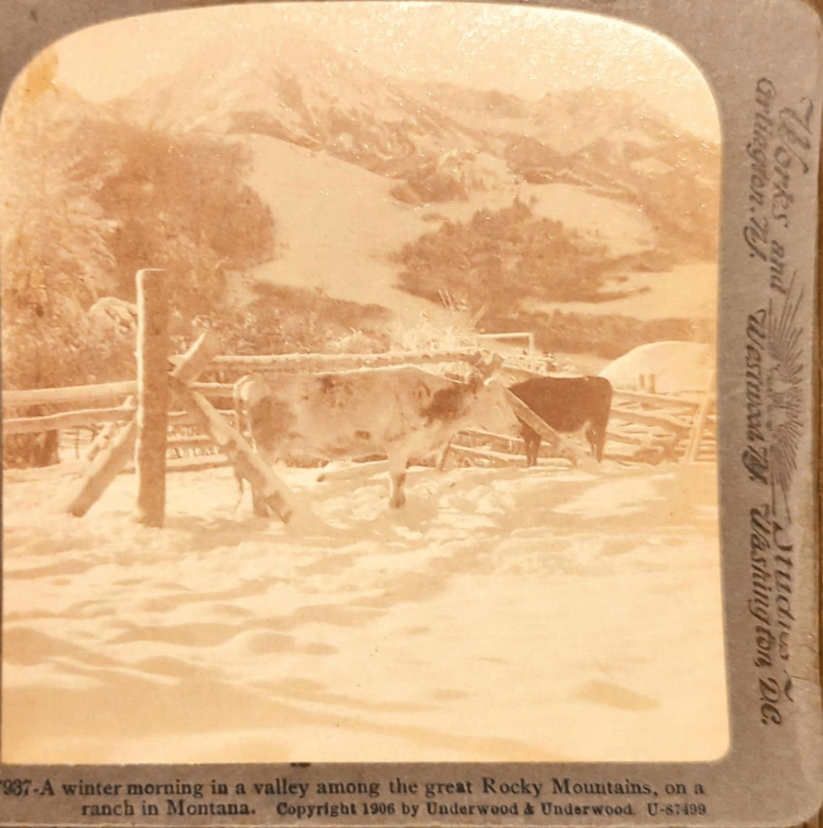 A black and white photograph of two cows standing outside with snow on the ground.