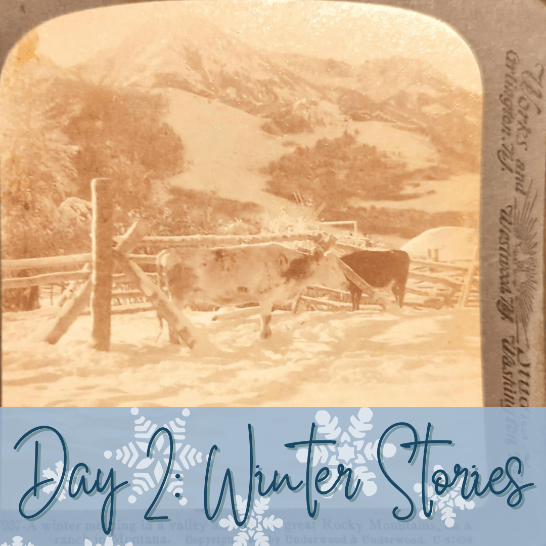 Photograph of a cow in a field with a blue section at the bottom with snowflakes that says "Day 2: Winter Stories."
