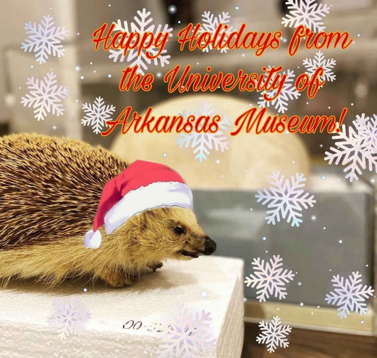 A taxodermy hedgehog with an illustrated Santa hat on its head, illustrated snowflakes falling, and the words "Happy holidays from the University of Arkansas Museum" next to it.