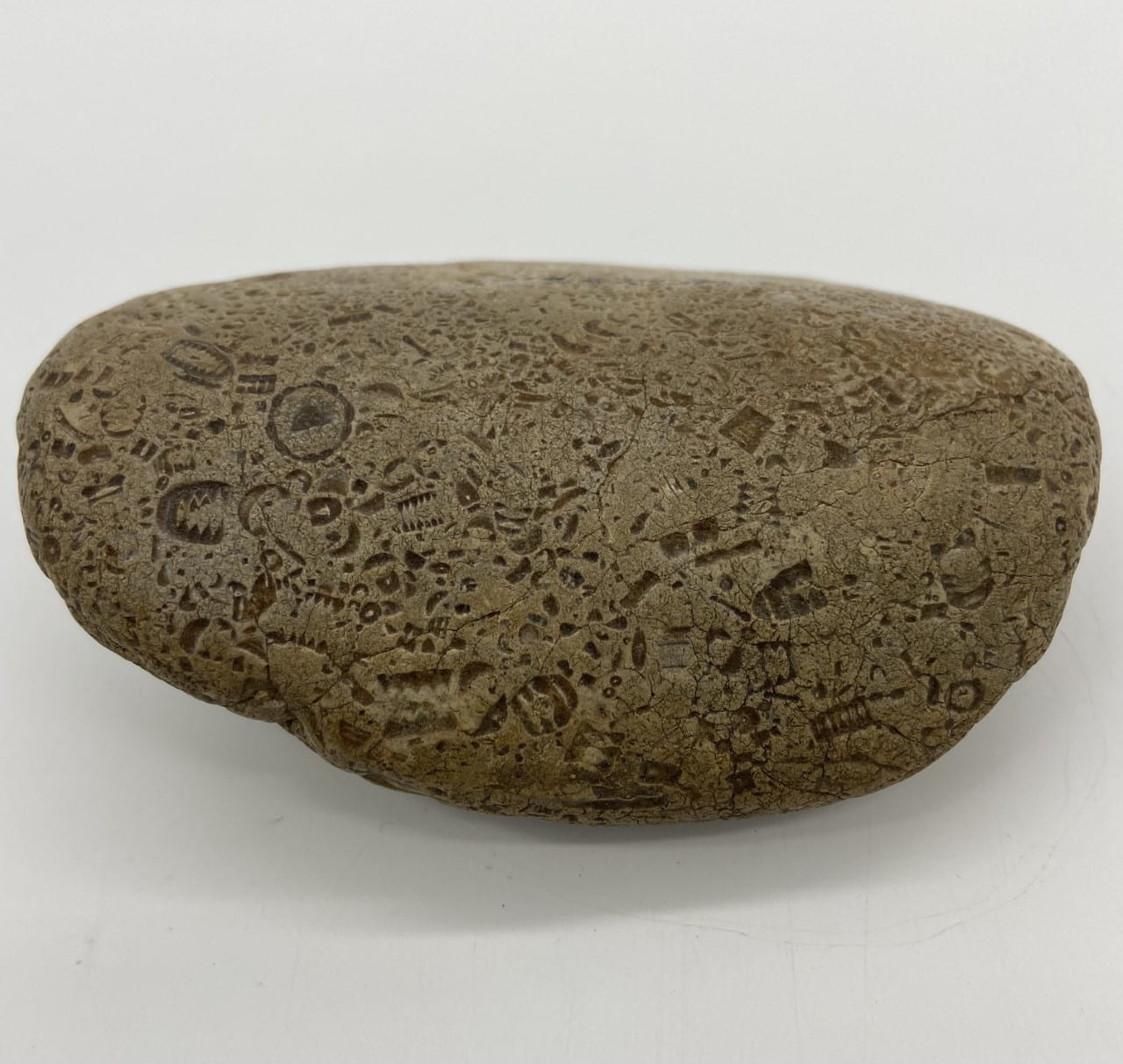 An irregularly shaped rock against a white surface with fossil impressions throughout it.
