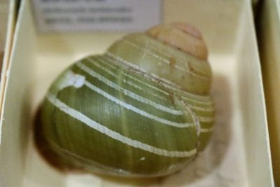 Beautiful green shell held in the collections