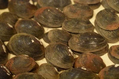 Bivalve shells collected from Arkansas