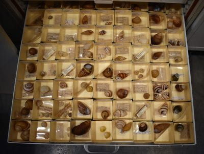 Open drawer in collections storage showing many mollusk shells