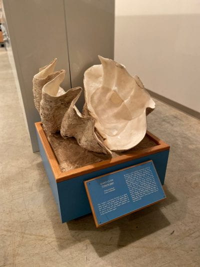 Giant clam in collections storage